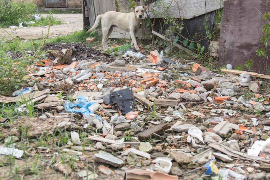 De cavalos comendo lixo na rua a esgoto estourado: moradores de Olinda  convivem com descaso