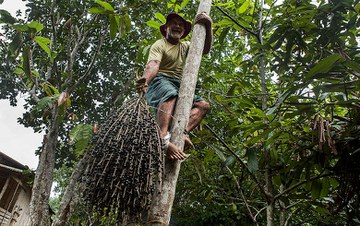 Com 64 anos, Seu Silva escala o içaizeiro para colher a rama de açaí que, no Pará, é servida com a comida. LILO CLARETO/REPÓRTER BRASIL 
