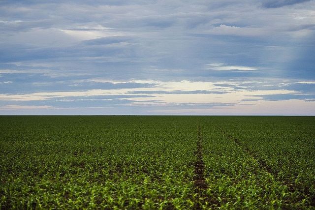 Pampa é ameaçado com rápido desaparecimento da fauna e flora