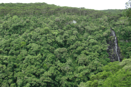 Floresta Nacional de São Francisco de Paula, na Serra Gaúcha. Foto: Divulgação/ICMBio