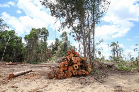 Luciana Gatti: “é muito difícil dizer se já não estamos num ponto de não retorno. Hoje, o que dá para dizer é que tem mais árvores morrendo do que crescendo no sudeste da Amazônia”. Foto: Alex Ribeiro/Agência Pará