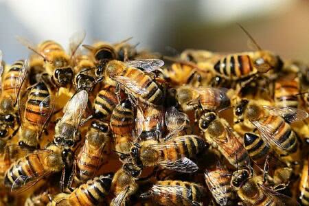 Como Santa Catarina se tornou o primeiro estado a restringir agrotóxico que extermina abelhas