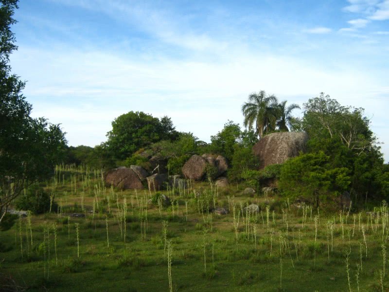 Pampa é ameaçado com rápido desaparecimento da fauna e flora