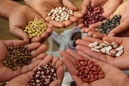 As sementes crioulas carregam informações sobre cada clima, solo e manejo específico - Divulgação/MPA