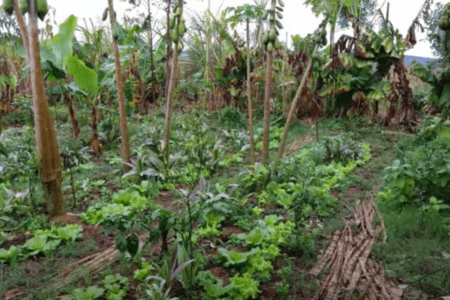 Hoje há uma agrofloresta de 3 anos no Assentamento Apolônio de Carvalho (Reprodução/Youtube).