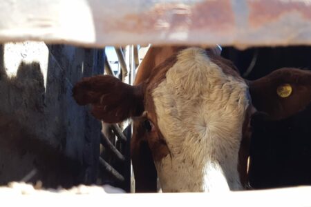 Ativistas protestam contra exportação de gado vivo no RS e denunciam ‘tortura e sofrimento animal’