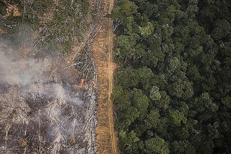 Amazonas passou de terceiro para segundo lugar no ranking de derrubada entre os estados. (Foto: Daniel Beltra / Greenpeace)