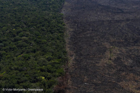 Área queimada no Parque Nacional do Juruena e na Terra Indígena Apiaká do Pontal e Isolados (sobreposição entre UC e TI), em Apiacás, Mato Grosso. (Foto: Victor Moriyama / Greenpeace)