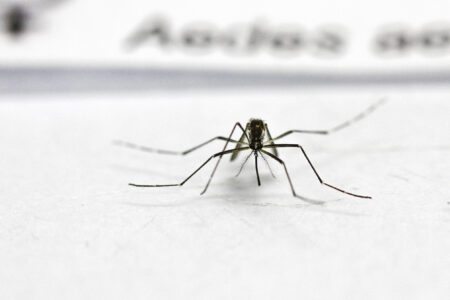 Mosquito Aedes aegypti fêmea. Apenas as fêmeas infectadas podem passar a doença para um humano.
Foto: Cristine Rochol/PMPA