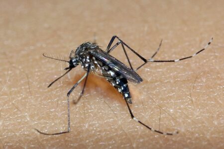 Secretaria da Saúde emite alerta epidemiológico para situação crítica de dengue no RS