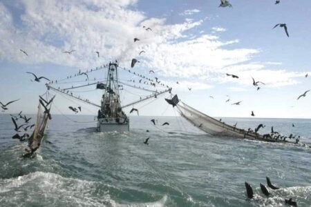 A pesca de arrasto é conhecida por causar danos ambientais e à biosfera marinha. Foto: Greenpeace