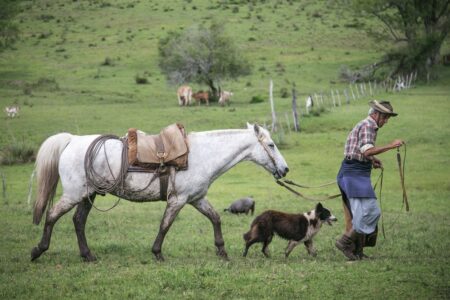 A pecuária familiar é uma das principais atividades econômicas dos moradores da região onde foi realizado o inventário. (Foto: Guilherme Santos/Sul21)
