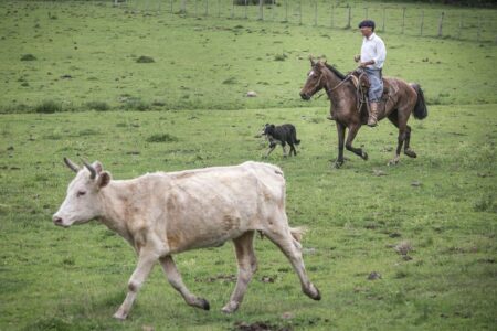 Pampa é ameaçado com rápido desaparecimento da fauna e flora
