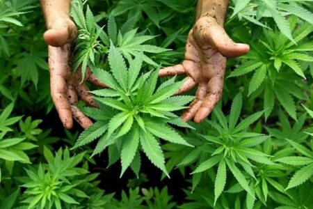 Anvisa autoriza primeira importação de cannabis in natura produzida no Uruguai