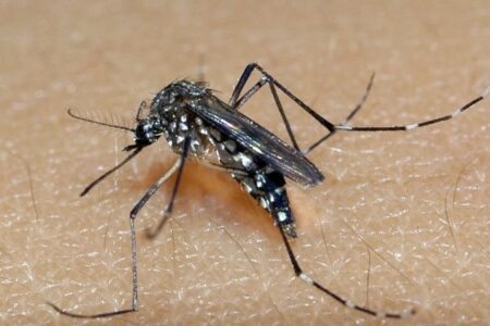 RS tem mais casos suspeitos de dengue do que o esperado para a época do ano