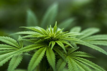 Câmara aprova projeto em prol de pesquisas sobre uso medicinal da cannabis