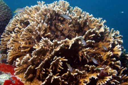 Mesmo não sendo muito abundantes, os corais do litoral brasileiro ajudam a aumentar a diversidade de peixes recifais. Foto: Ronaldo Francini-Filho