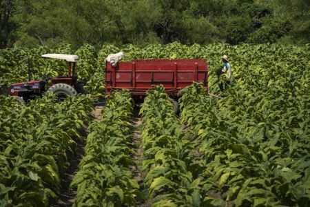 Durante colheita de fumo, que acontece entre dezembro e março, “tem trabalho 24 horas por dia”, explica fumicultor. Foto: Fernando Martinho/Repórter Brasil