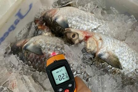 Vistoria apreende três toneladas de peixe no Mercado Público