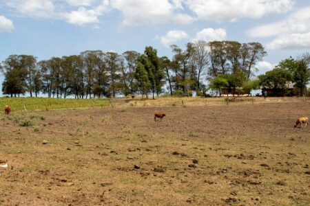 Em março de 2023, mais de 300 municípios já haviam decretado situação de emergência por causa da seca. Foto: Fabio Pozzebom/Agência Brasil