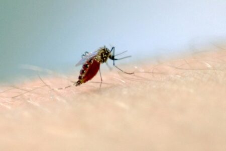 Atualmente, autoridades sanitárias distinguem as infecções basicamente entre dengue e dengue grave. Foto: Fiocruz Imagens