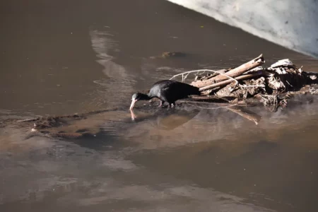 A natureza morta no coração da cidade: Apesar da poluição, fauna sobrevive no Dilúvio