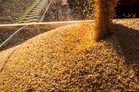 Governo comprará 500 mil toneladas de milho para garantir preço mínimo. Foto: Wenderson Araújo/Trilkux