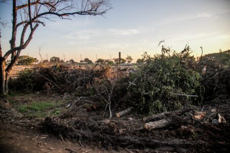 Porto Alegre: da capital mais arborizada do Brasil à perda de áreas verdes (por Rafael Fleck)
