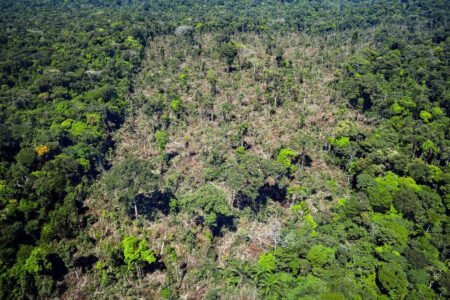 Cobertura florestal mundial perde 3,7 milhões de hectares em 2023