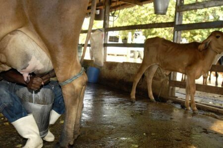 Governo federal autoriza Conab a fazer compra pública de leite para auxiliar crise do setor