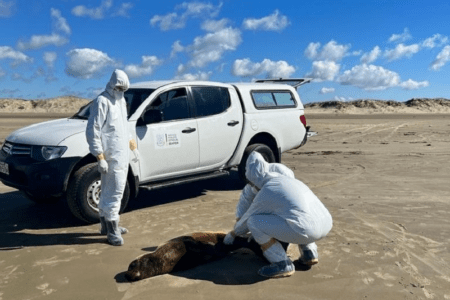 Casos de gripe aviária alertam para cuidados no litoral do Rio Grande do Sul