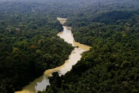 Governo cria plano de ação para desenvolvimento florestal