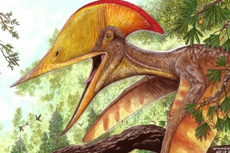 Pesquisadores brasileiros e chineses anunciam espécie de pterossauro
