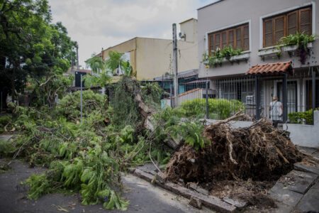 Cidade em colapso: a culpa não é das árvores, é da má gestão (Apedido)