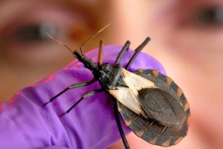 OMS pede detecção precoce e cuidados por toda a vida para doença de Chagas