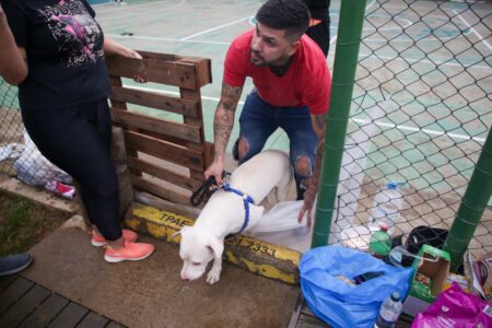 Prefeitura abre cadastro para veterinários ajudarem no cuidado de animais resgatados
