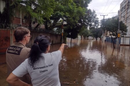 Após avistamento de jacaré, secretaria busca animais silvestres em áreas alagadas de Porto Alegre