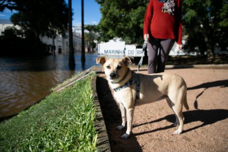 Animais afogados, pet shops e necrocorporações (por Letícia Fantinel)