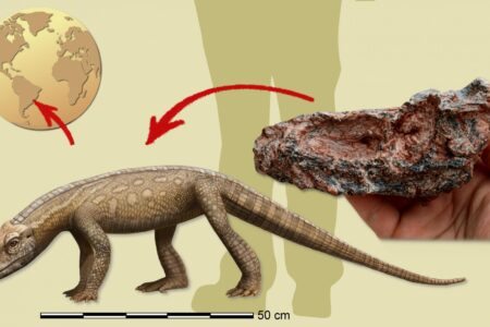 Peleontólogo da UFSM confirma descoberta de fóssil de réptil que viveu no RS antes dos dinossauros